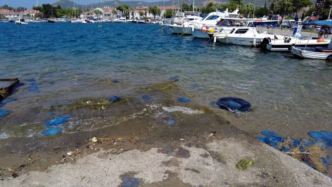 Yüzlercesi sahile vurdu, dokunan anında zehirleniyor! Mavi renklilere sakın yaklaşmayın, ölüm tehlikesi var 2